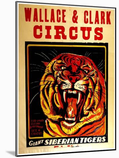 Wallace & Clark Cirbus - Giant Siberian Tigers Poster, Circa 1945-null-Mounted Giclee Print