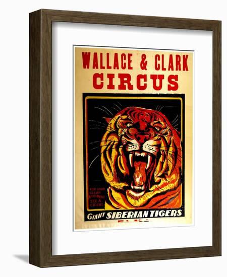 Wallace & Clark Cirbus - Giant Siberian Tigers Poster, Circa 1945-null-Framed Giclee Print