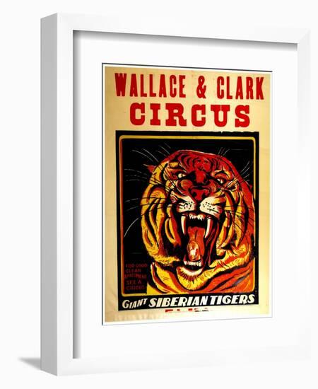 Wallace & Clark Cirbus - Giant Siberian Tigers Poster, Circa 1945-null-Framed Giclee Print