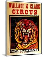 Wallace & Clark Cirbus - Giant Siberian Tigers Poster, Circa 1945-null-Mounted Giclee Print