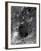 Wallace Heel Spring-null-Framed Photographic Print