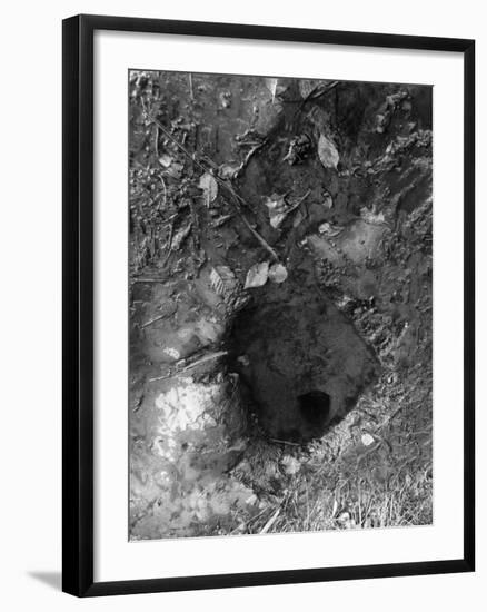 Wallace Heel Spring-null-Framed Photographic Print