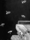 Otters Playing in Bathroom-Wallace Kirkland-Photographic Print