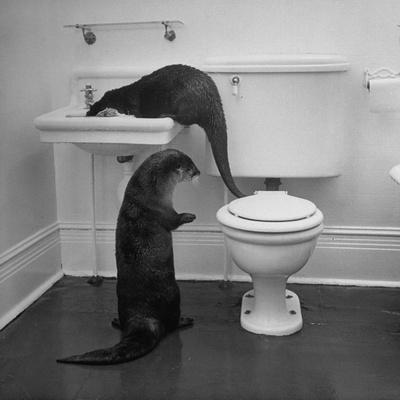 Otters Playing in Bathroom