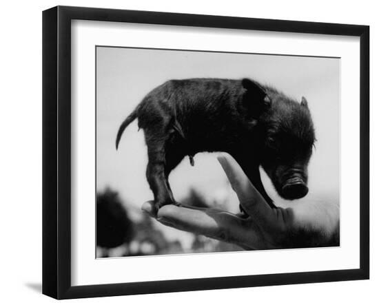 Premium Photographic Print, , large
