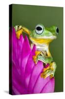 Wallace's Flying frog-Adam Jones-Stretched Canvas