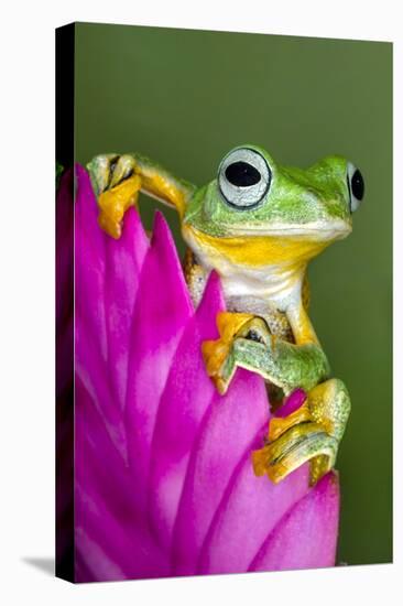 Wallace's Flying frog-Adam Jones-Stretched Canvas