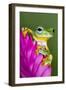 Wallace's Flying frog-Adam Jones-Framed Photographic Print