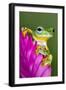 Wallace's Flying frog-Adam Jones-Framed Photographic Print