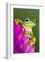 Wallace's Flying frog-Adam Jones-Framed Photographic Print