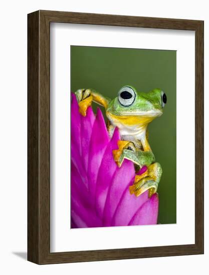 Wallace's Flying frog-Adam Jones-Framed Photographic Print