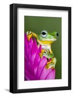 Wallace's Flying frog-Adam Jones-Framed Photographic Print