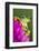 Wallace's Flying frog-Adam Jones-Framed Photographic Print