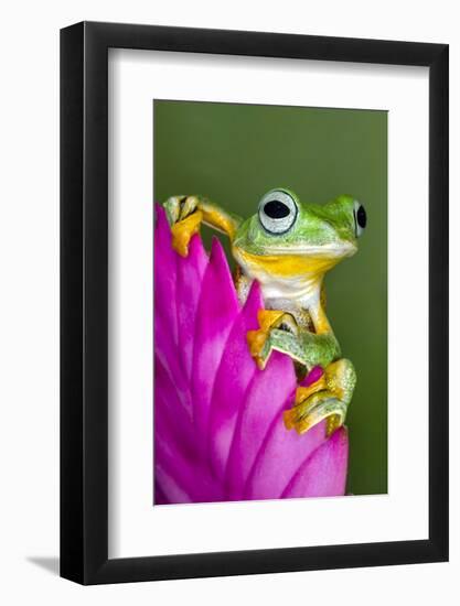 Wallace's Flying frog-Adam Jones-Framed Photographic Print