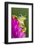 Wallace's Flying frog-Adam Jones-Framed Photographic Print