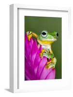 Wallace's Flying frog-Adam Jones-Framed Photographic Print