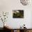 Wallace's Hut, Bogong High Plains, Apline National Park, Victoria, Australia, Pacific-Schlenker Jochen-Stretched Canvas displayed on a wall