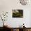 Wallace's Hut, Bogong High Plains, Apline National Park, Victoria, Australia, Pacific-Schlenker Jochen-Photographic Print displayed on a wall