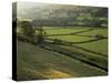 Walled Fields and Barns, Swaledale, Yorkshire Dales National Park, Yorkshire, England, UK-Patrick Dieudonne-Stretched Canvas