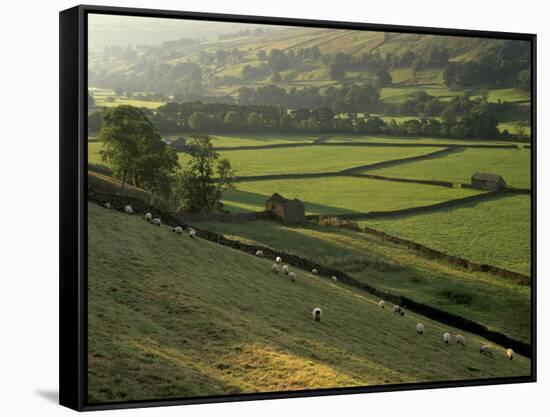 Walled Fields and Barns, Swaledale, Yorkshire Dales National Park, Yorkshire, England, UK-Patrick Dieudonne-Framed Stretched Canvas