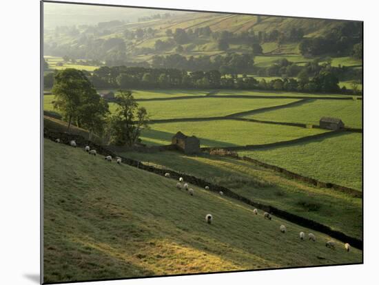 Walled Fields and Barns, Swaledale, Yorkshire Dales National Park, Yorkshire, England, UK-Patrick Dieudonne-Mounted Photographic Print