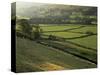 Walled Fields and Barns, Swaledale, Yorkshire Dales National Park, Yorkshire, England, UK-Patrick Dieudonne-Stretched Canvas