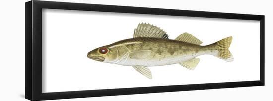 Walleye (Stizostedion Vitreum), Fishes-Encyclopaedia Britannica-Framed Poster