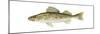 Walleye (Stizostedion Vitreum), Fishes-Encyclopaedia Britannica-Mounted Poster