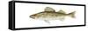 Walleye (Stizostedion Vitreum), Fishes-Encyclopaedia Britannica-Framed Stretched Canvas