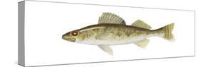 Walleye (Stizostedion Vitreum), Fishes-Encyclopaedia Britannica-Stretched Canvas