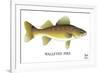 Walleyed Pike-Mark Frost-Framed Giclee Print