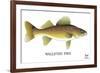 Walleyed Pike-Mark Frost-Framed Giclee Print