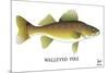 Walleyed Pike-Mark Frost-Mounted Giclee Print