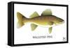 Walleyed Pike-Mark Frost-Framed Stretched Canvas
