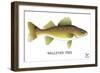 Walleyed Pike-Mark Frost-Framed Giclee Print