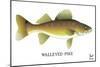 Walleyed Pike-Mark Frost-Mounted Giclee Print