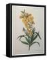 Wallflower-Pierre-Joseph Redoute-Framed Stretched Canvas