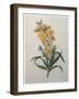 Wallflower-Pierre-Joseph Redoute-Framed Art Print