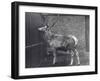 Wallich's Deer, also known as the Shou, Central Asian or Tibetan Red Deer, in London Zoo, 1916-Frederick William Bond-Framed Photographic Print