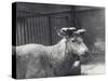 Wallich's Deer Showing Early Stage of Antler Growth, in Velvet, London Zoo, May 1920-Frederick William Bond-Stretched Canvas