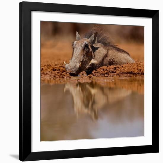 Wallow, 2019,-Eric Meyer-Framed Photographic Print