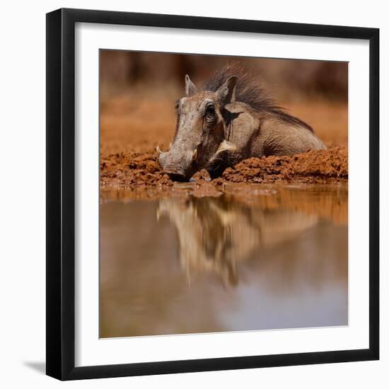 Wallow, 2019,-Eric Meyer-Framed Photographic Print