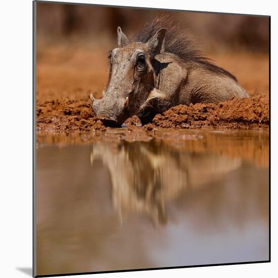 Wallow, 2019,-Eric Meyer-Mounted Photographic Print