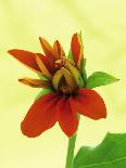 Mexican Sunflower-Wally Eberhart-Art Print