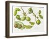 Walnut, 2006-Margaret Ann Eden-Framed Giclee Print