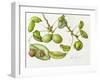 Walnut, 2006-Margaret Ann Eden-Framed Giclee Print