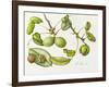 Walnut, 2006-Margaret Ann Eden-Framed Giclee Print