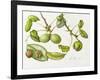 Walnut, 2006-Margaret Ann Eden-Framed Giclee Print