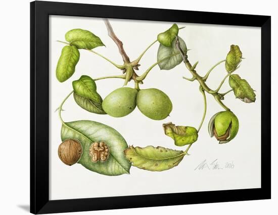 Walnut, 2006-Margaret Ann Eden-Framed Giclee Print