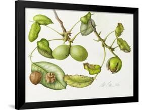 Walnut, 2006-Margaret Ann Eden-Framed Giclee Print